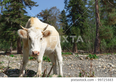 white cow grazing in a mountain valley 99725883
