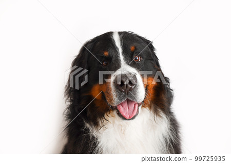 Photo Bernese Mountain Dog on a white background. Studio shot of a dog in front of an isolated background. Photo Bernese Mountain Dog on a white background. Studio shot of a dog in front of an isolated background. 99725935