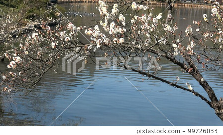 Spring landscape Lake surface and plum blossoms in full bloom 99726033