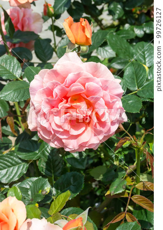 盛開的玫瑰花 99726127