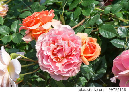 Blooming roses Blooming roses 99726128