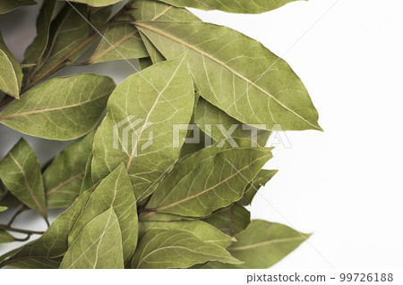 A branch of laurel isolated on white background. Branch of green laurel leaves. Leaves of Laurus Nobilis, used in cooking as a spice. A branch of laurel isolated on white background. Branch of green laurel leaves. Leaves of Laurus Nobilis, used in cooking as a spice. 99726188