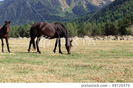 beautiful black mare with foal on a mountain pasture beautiful black mare with foal on a mountain pasture 99726478
