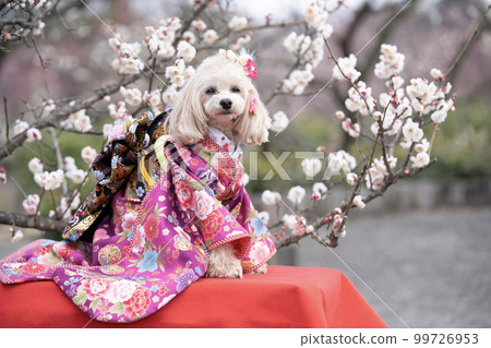 笑狗穿和服梅花盛開 99726953