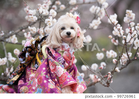 Plum blossoms in full bloom and a smiling Marupu wearing a kimono 99726961