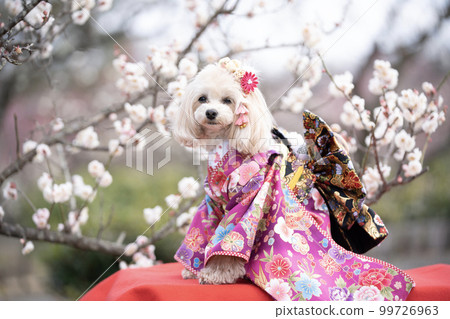 A smiling dog wearing a kimono and plum blossoms in full bloom A smiling dog wearing a kimono and plum blossoms in full bloom 99726963