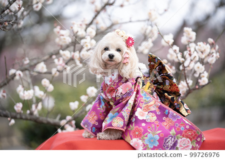 Plum blossoms in full bloom and a dog wearing a kimono and smiling Plum blossoms in full bloom and a dog wearing a kimono and smiling 99726976
