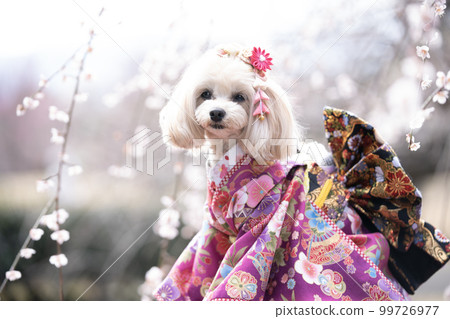 A smiling dog wearing a kimono and plum blossoms in full bloom 99726977