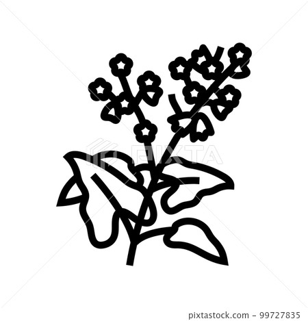 buckwheat plant healthy line icon vector illustration buckwheat plant healthy line icon vector illustration 99727835