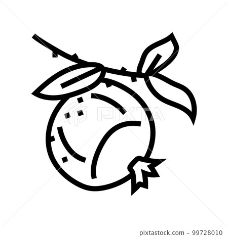 pomegranate branch leaf line icon vector illustration pomegranate branch leaf line icon vector illustration 99728010