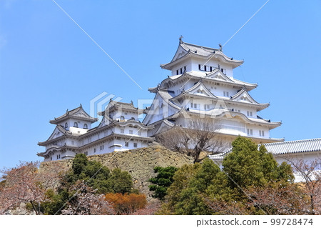 [兵庫縣]春天櫻花盛開的姬路城（世界文化遺產） 99728474