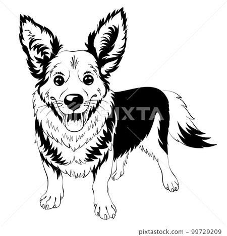 vector sketch dog Welsh corgi smiling vector sketch dog Welsh corgi smiling 99729209