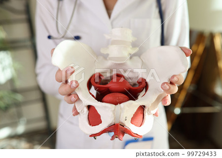 Doctor gynecologist holding of female pelvis with muscles model Doctor gynecologist holding of female pelvis with muscles model 99729433