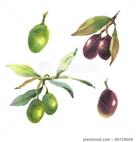 Watercolor set of green and black olives. Hand painted illustration with olive branches and leaves isolated on white background. For design, print and fabric Watercolor set of green and black olives. Hand painted illustration with olive branches and leaves isolated on white background. For design, print and fabric 99729609