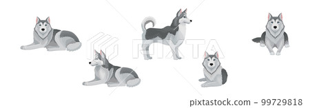 Siberian Husky Purebred Dog Breed Standing and Sitting Vector Set 99729818