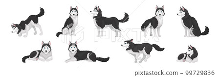 Siberian Husky White and Black Purebred Dog Breed Vector Set 99729836