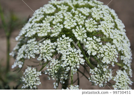 carrot flower, white flower, carrot 99730451
