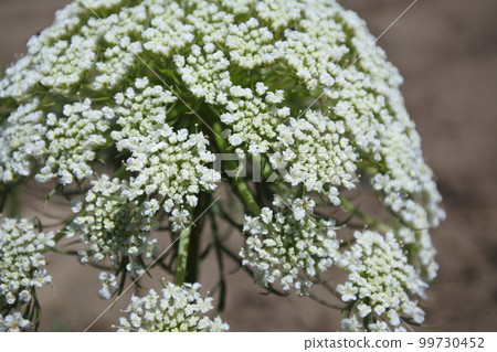carrot flower, white flower, carrot 99730452