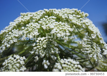 carrot flower white flower carrot blue sky blue sky sky 99730453