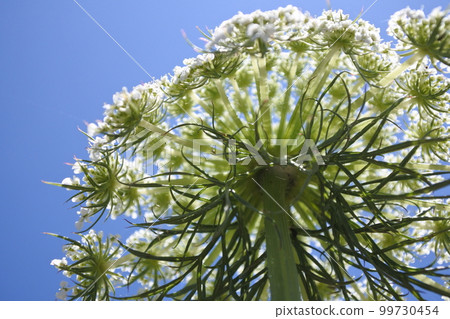 carrot flower white flower carrot blue sky blue sky sky 99730454