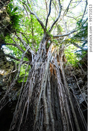 經久不衰的榕樹 99731013