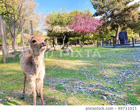 Fawns in Nara Park with the arrival of spring Fawns in Nara Park with the arrival of spring 99731015