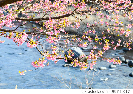 Kawazu cherry blossoms and a cold river in winter Kawazu cherry blossoms and a cold river in winter 99731017