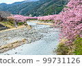 Row of pink Kawazu cherry trees along the riverbed 99731126