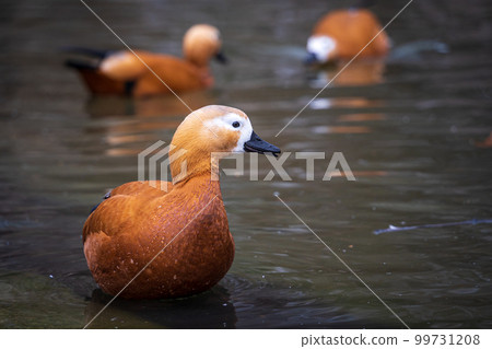 Ruddy Shelduck or Tadorna ferruginea, a Red Duck swimming on a lake. The Bird has a orange-brown plumage with a lighter head. Ruddy Shelduck or Tadorna ferruginea, a Red Duck swimming on a lake. The Bird has a orange-brown plumage with a lighter head. 99731208