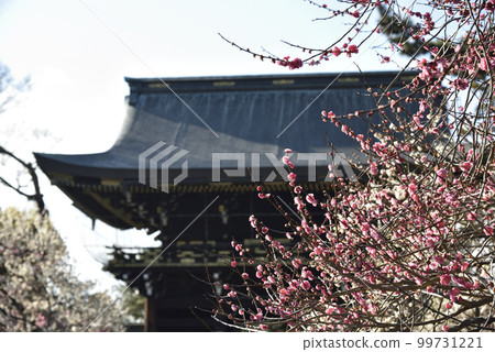 紅梅和塔門北野天滿宮 紅梅和塔門北野天滿宮 99731221