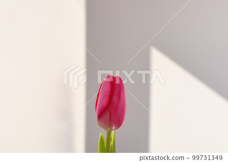 One red tulip on white background One red tulip on white background 99731349