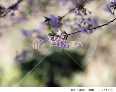 櫻花 櫻花 99731790