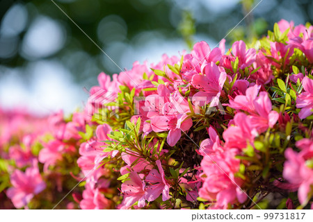 粉紅小月花 粉紅小月花 99731817