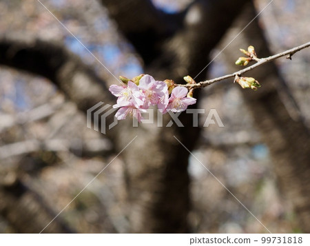 Cherry Blossoms Cherry Blossoms 99731818