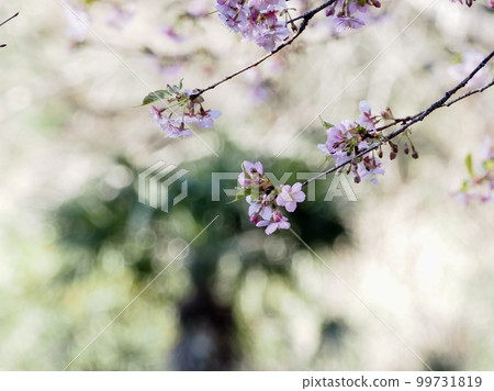 Cherry Blossoms Cherry Blossoms 99731819