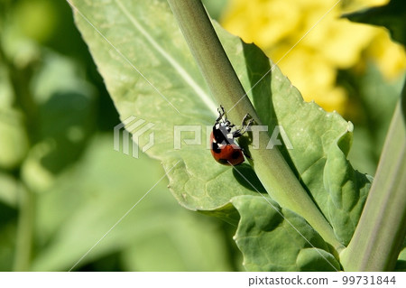 瓢蟲瓢蟲 瓢蟲瓢蟲 99731844