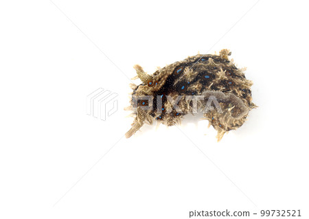 Friritoameflash 99732521