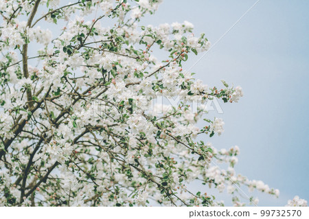 Blurred creative background of branches of apple tree in bloom, against blue sky. White flowers of fruit tree in spring 99732570