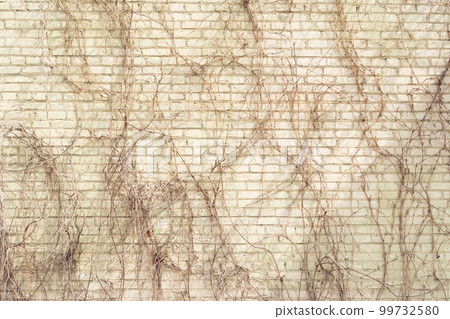 Background image of light gray brick wall with dried autumn vine shoots creeping on it Background image of light gray brick wall with dried autumn vine shoots creeping on it 99732580