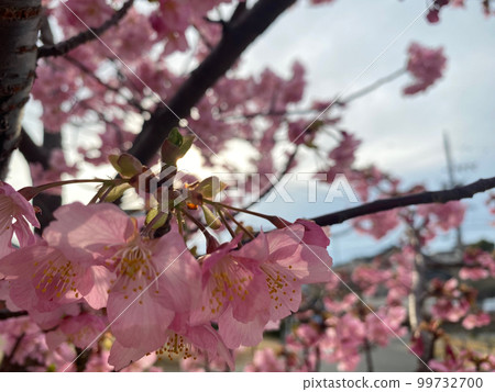 梅花 梅花 99732700