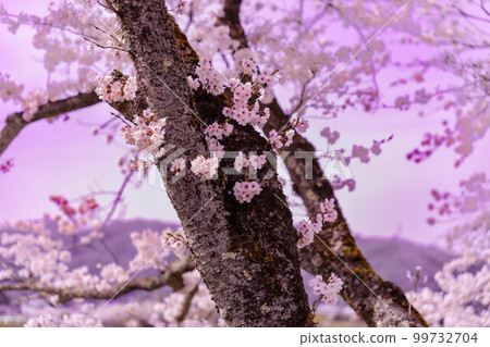 春天，櫻花 99732704