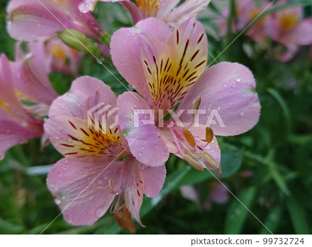 六出花和水滴 99732724