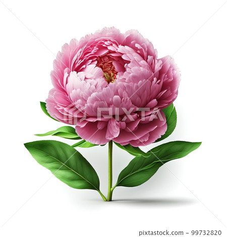 Beautiful pink peony flower with fresh green leaves isolated 99732820