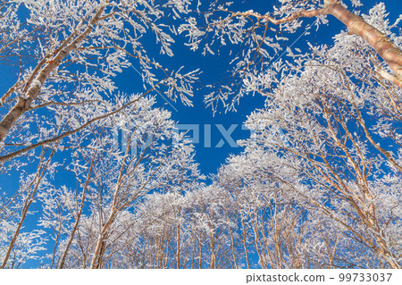 從霧峰高地的雪原映照在藍天上的白樺林結霜 99733037