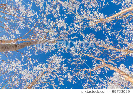 從霧峰高地的雪原映照在藍天上的白樺林結霜 99733039