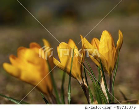 Crocus flower Crocus flower 99733379