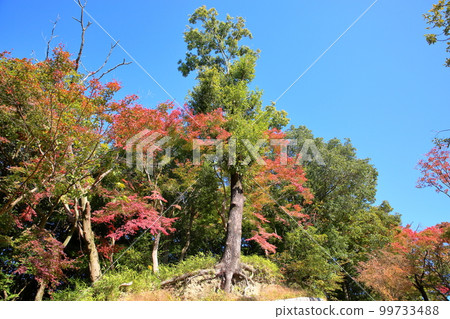Colored maple leaves Autumn leaves 99733488