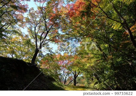 Colored maple leaves Autumn leaves Colored maple leaves Autumn leaves 99733622