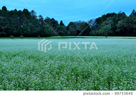 Soda field Soda field 99733648