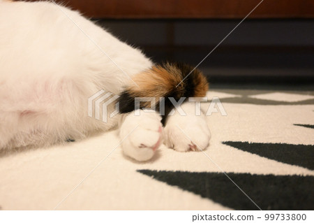 Calico sales cat paws